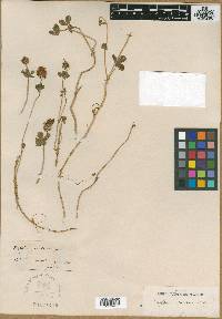 Trifolium scutatum image