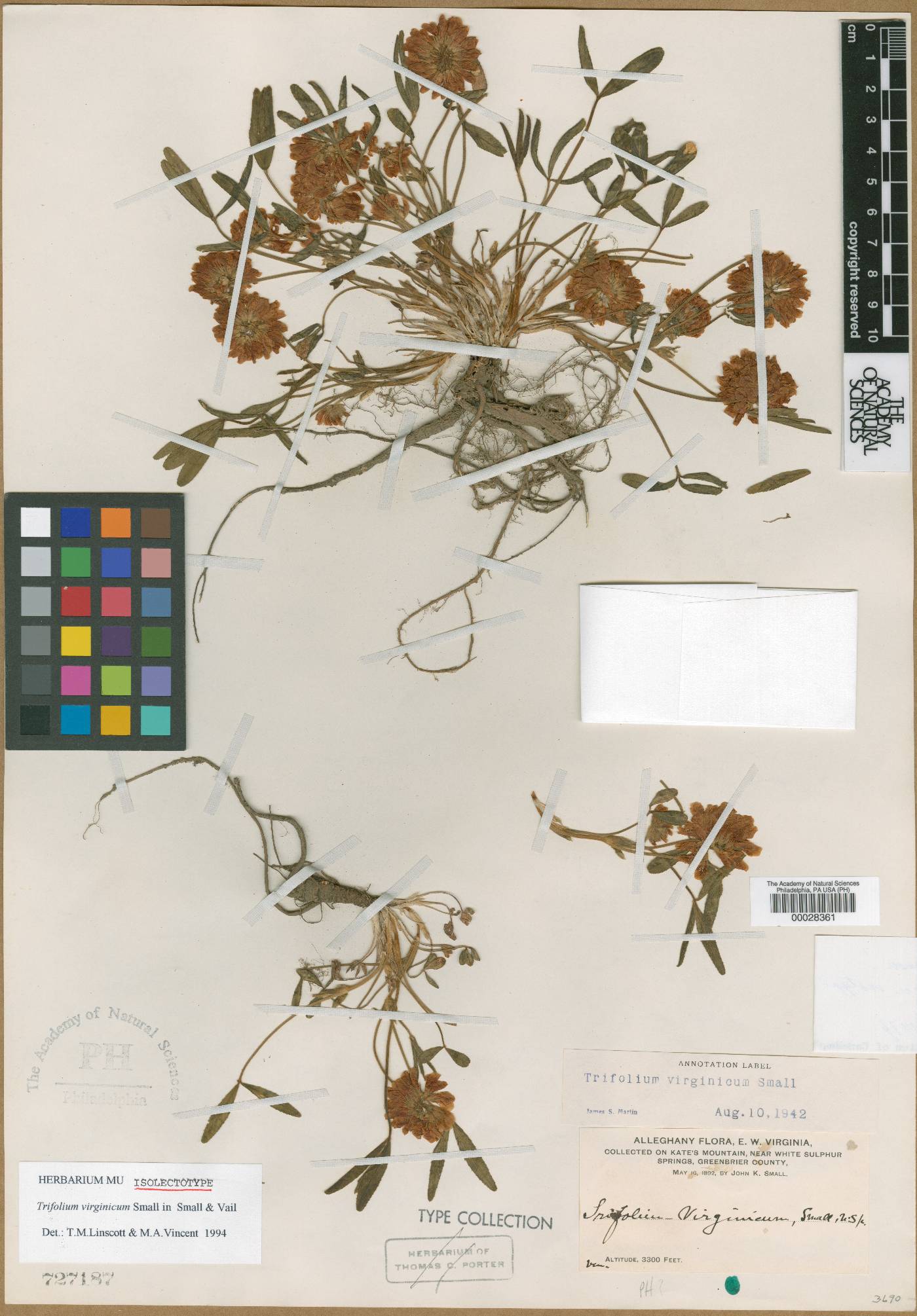 Trifolium virginicum image