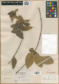 Image of Trigonia floccosa