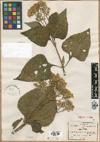 Trigonospermum floribundum image