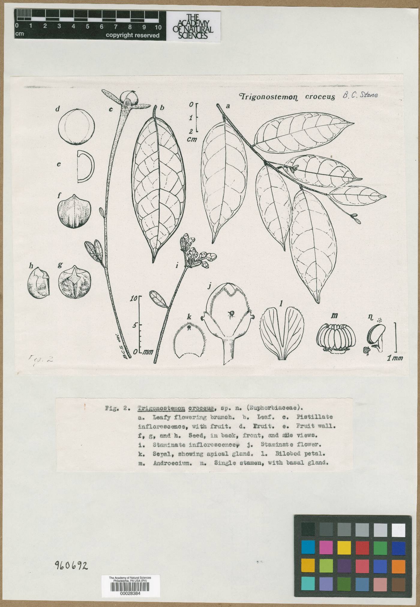 Trigonostemon laevigatus var. croceus image