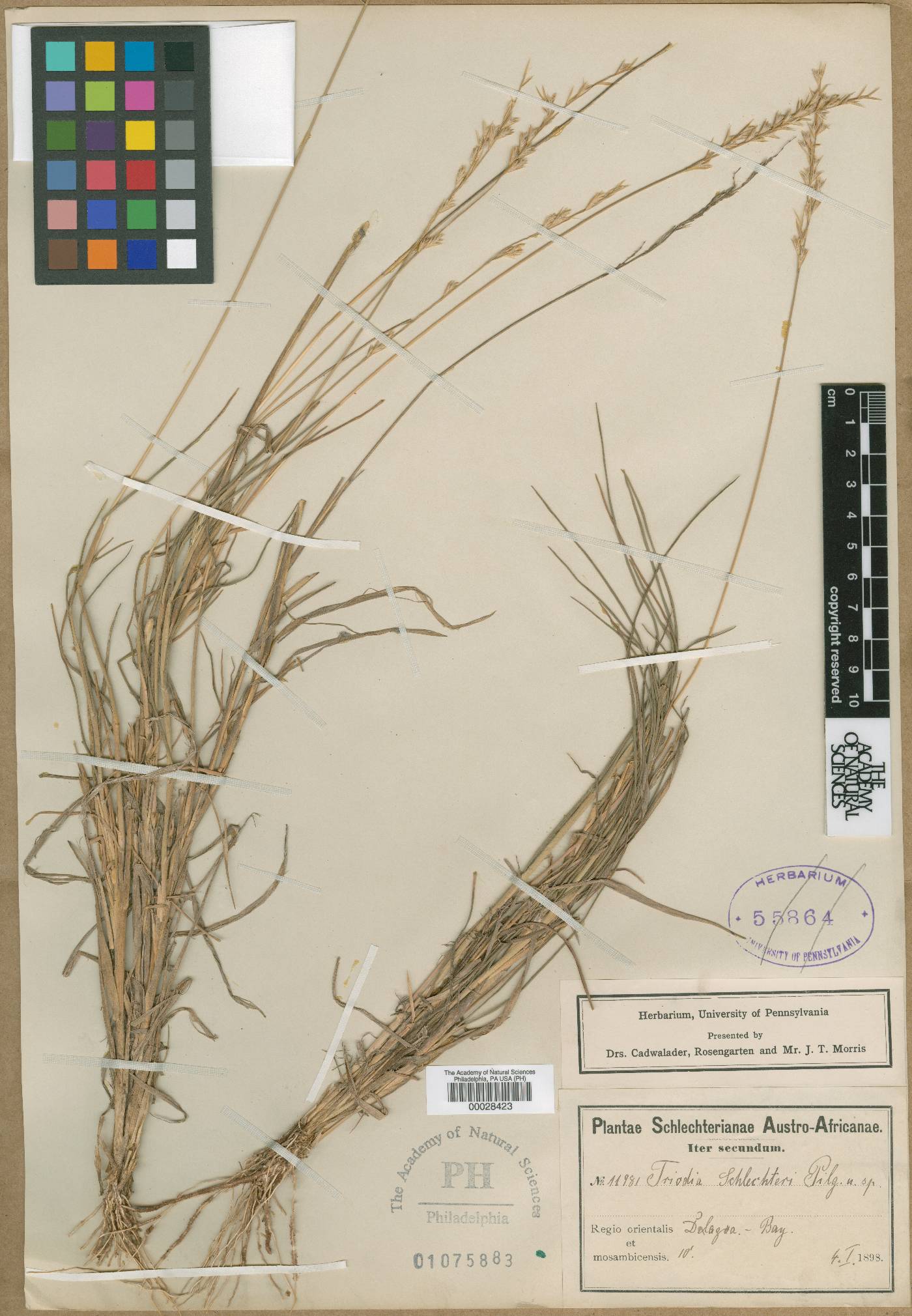 Trichoneura schlechteri image