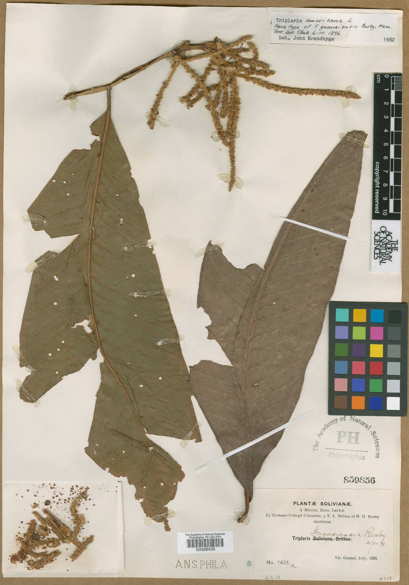 Triplaris americana image