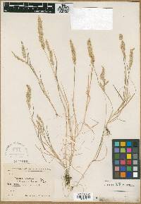 Trisetaria panicea image