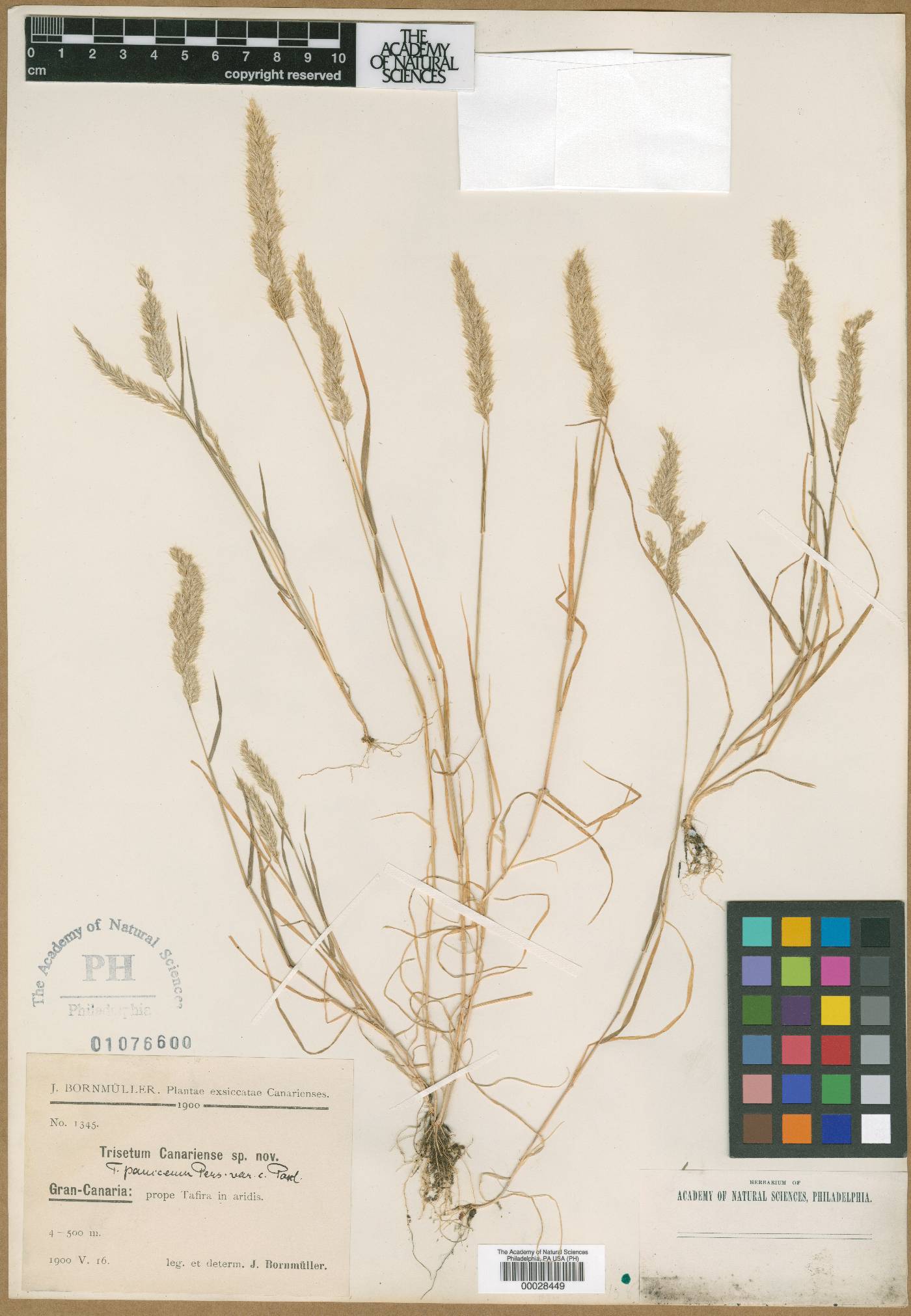 Trisetaria panicea image