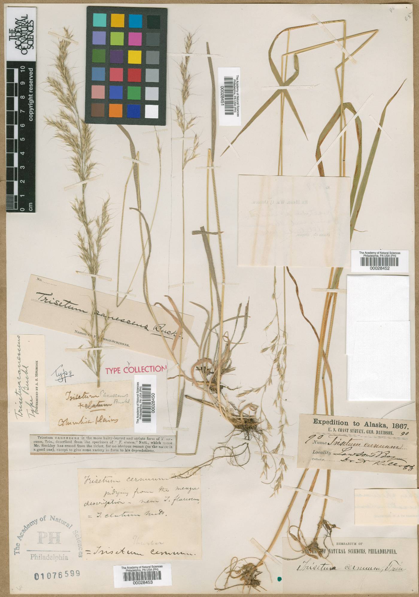 Trisetum canescens image