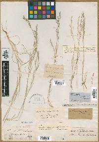 Deschampsia danthonioides image