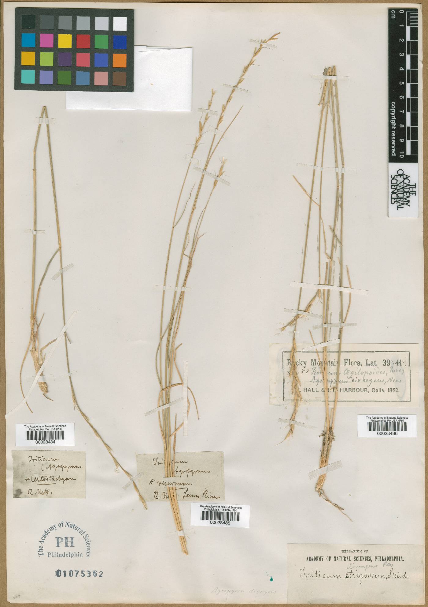 Triticum aegilopoides image