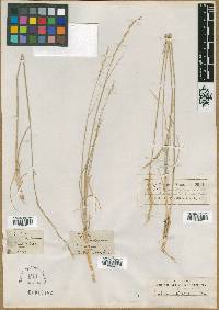 Triticum aegilopoides image