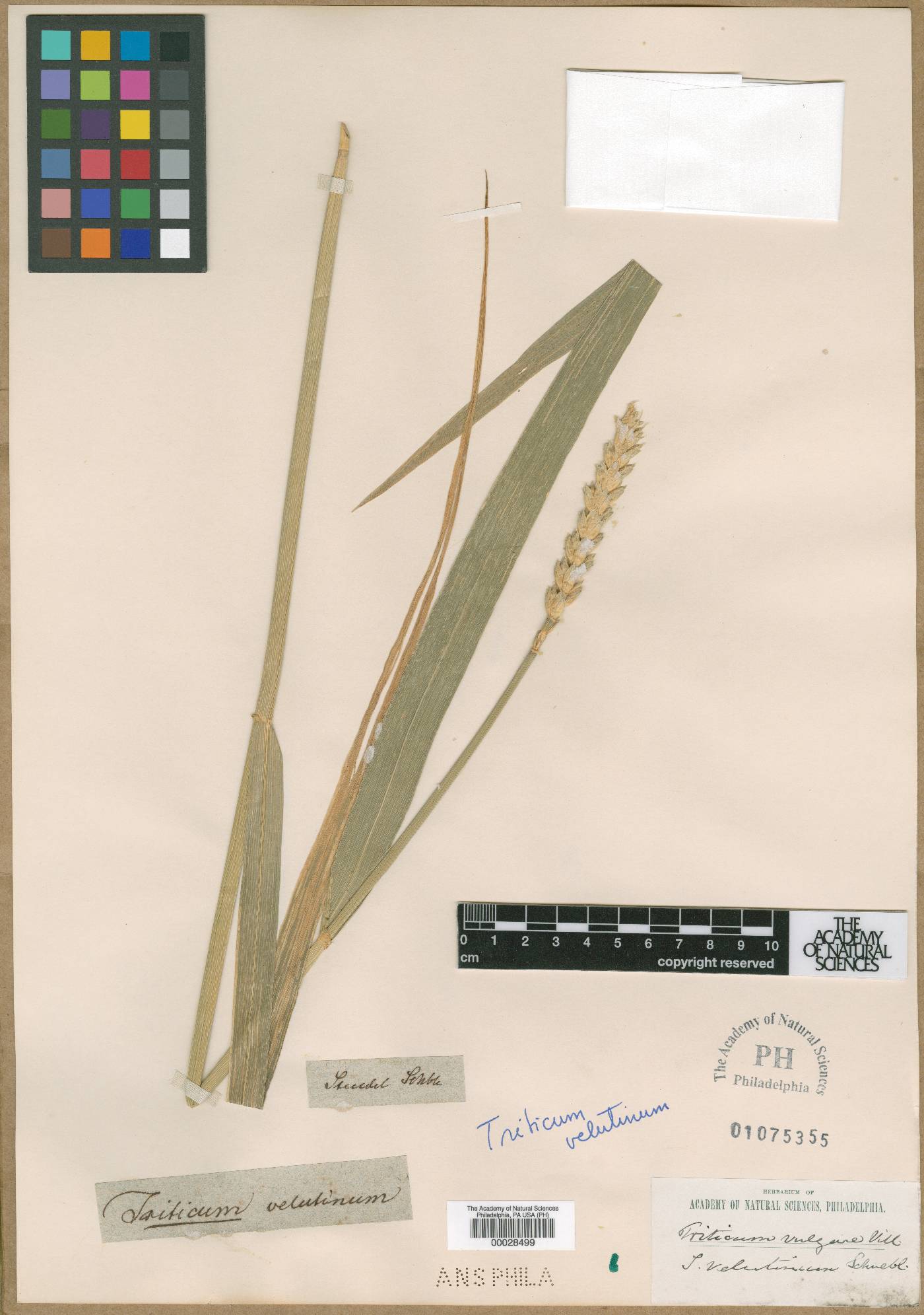 Triticum velutinum image