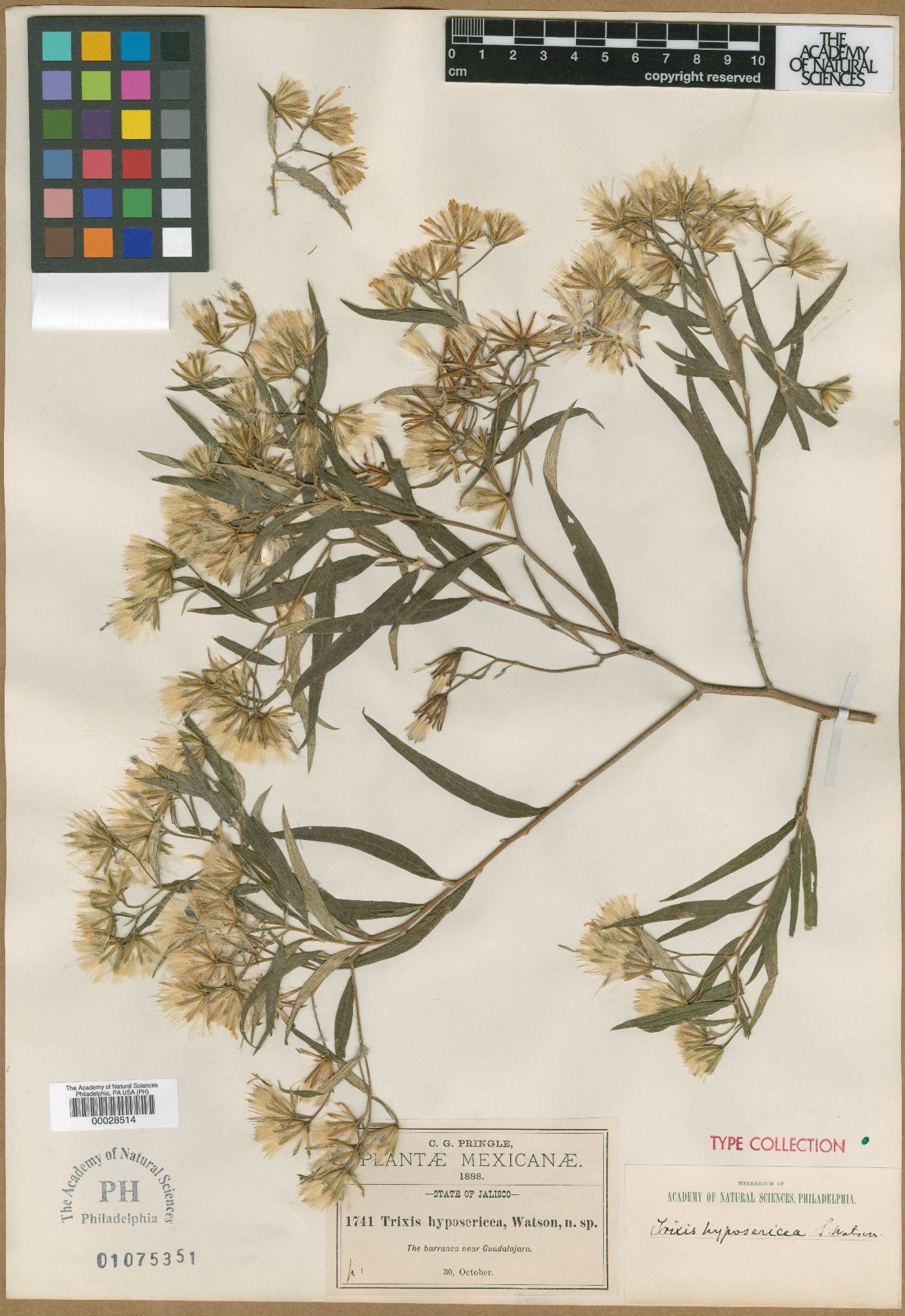 Trixis hyposericea image
