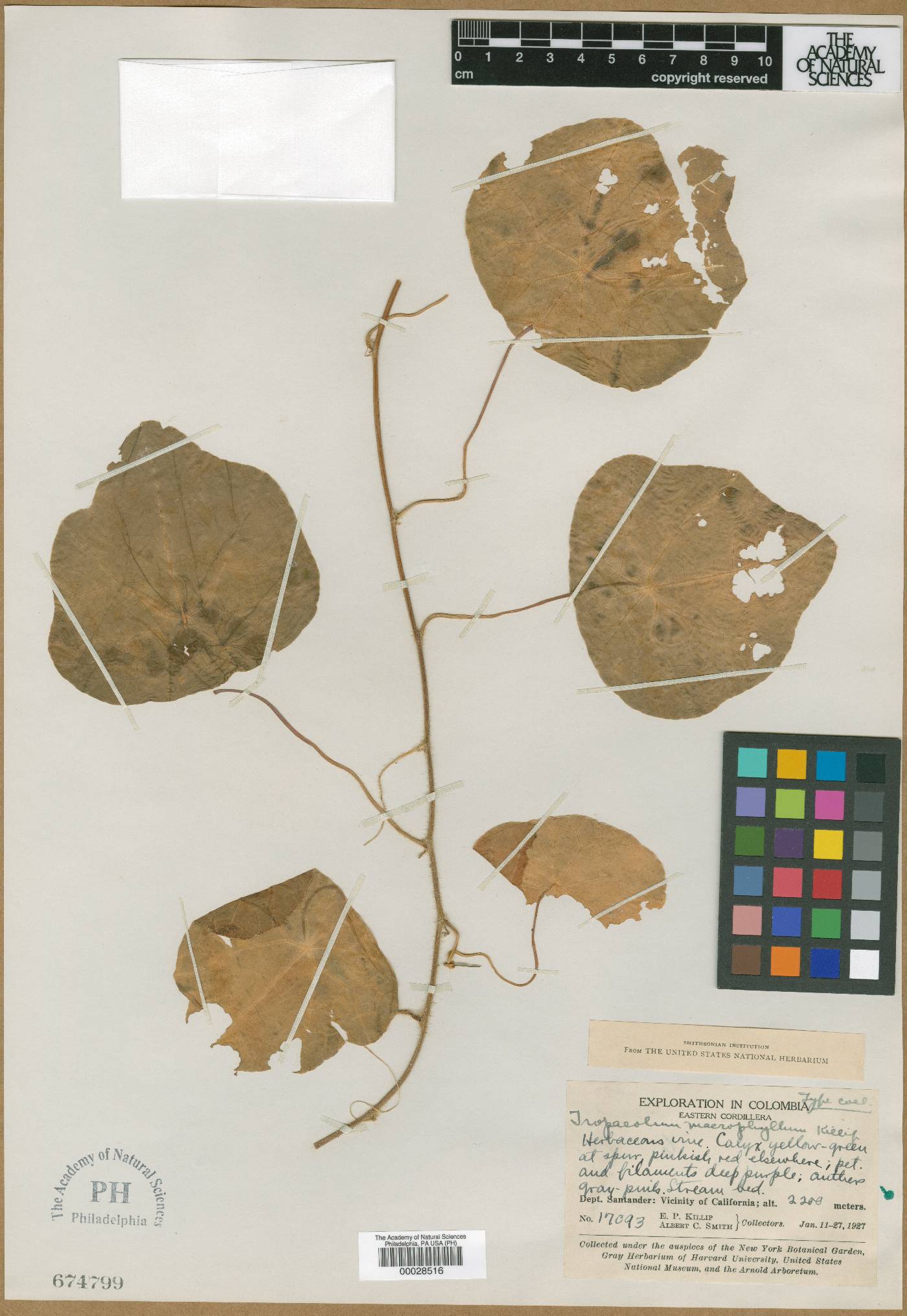 Tropaeolum deckerianum image