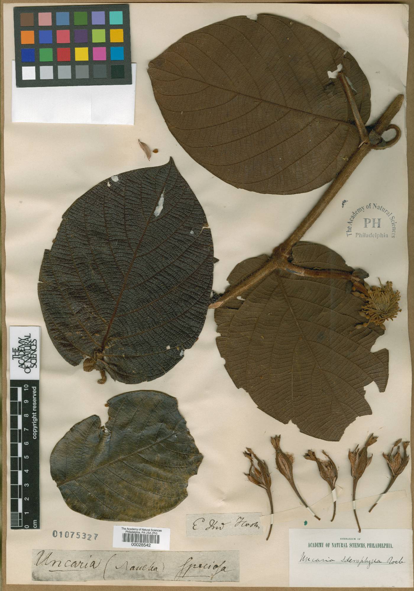 Uncaria cordata image