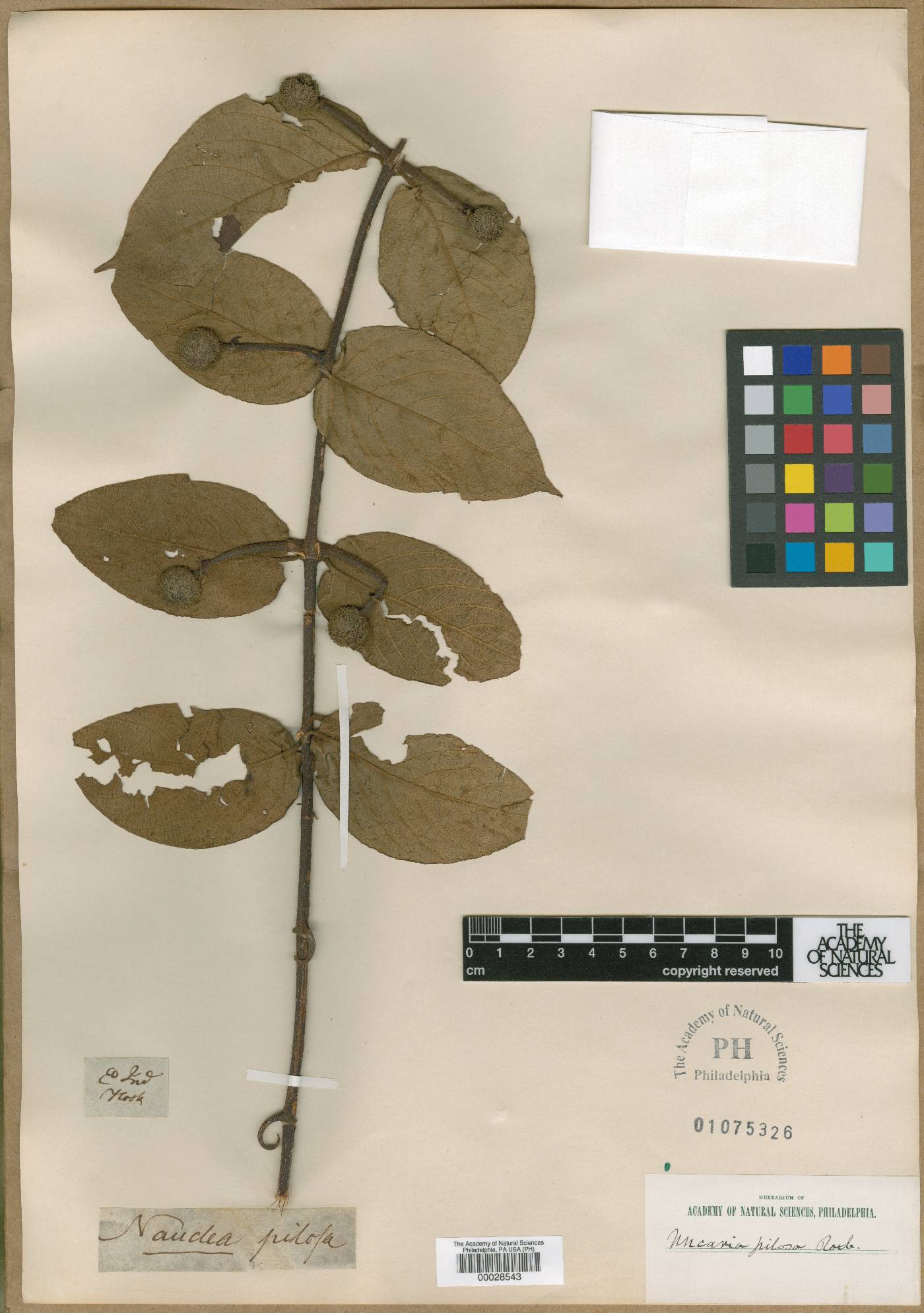 Uncaria scandens image