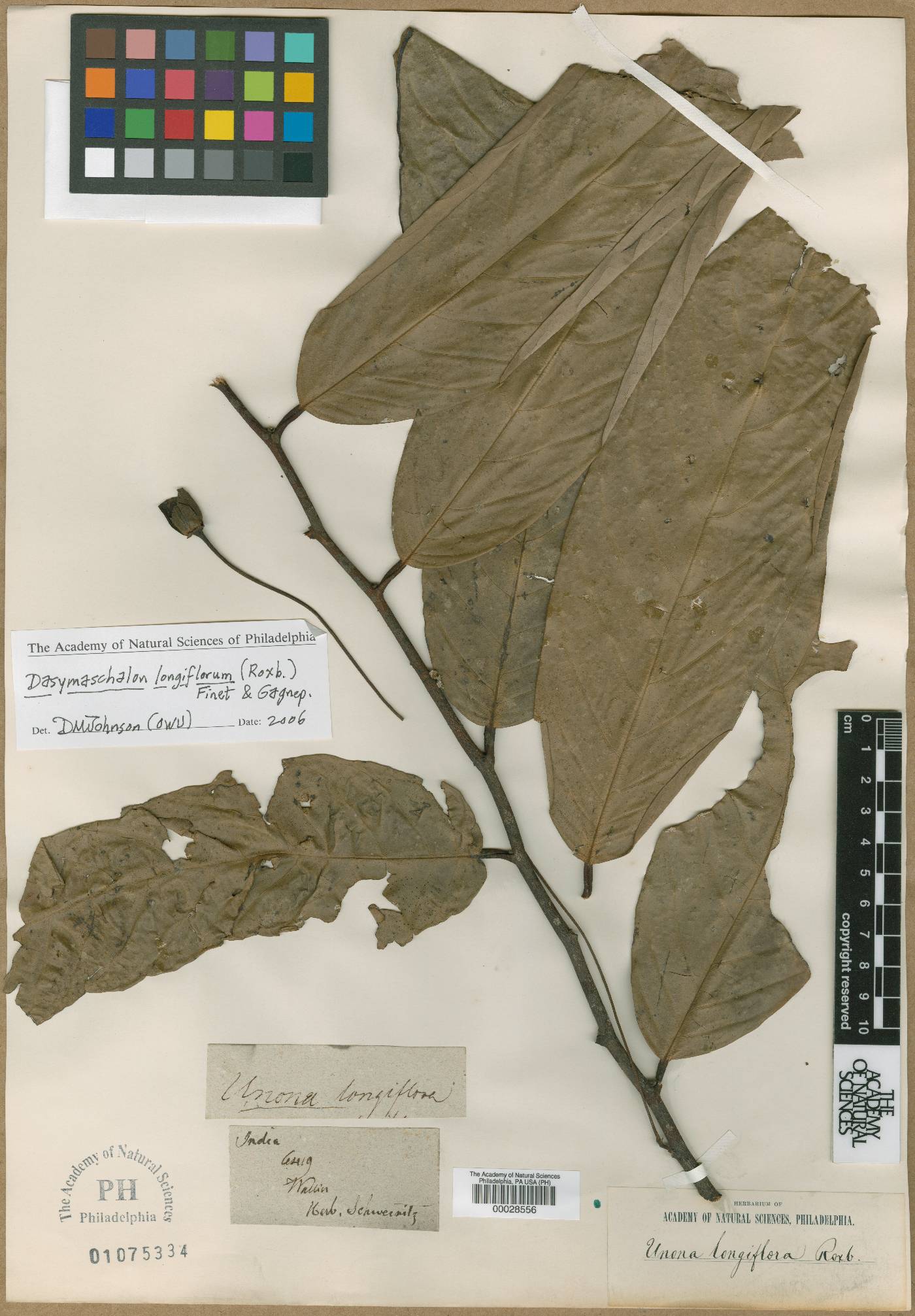 Dasymaschalon longiflorum image
