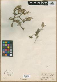 Bernardia myricifolia image