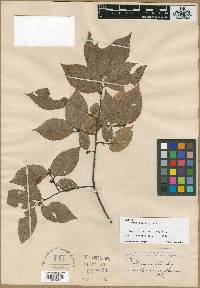 Ulmus serotina image