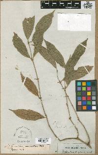 Urophyllum streptopodium image