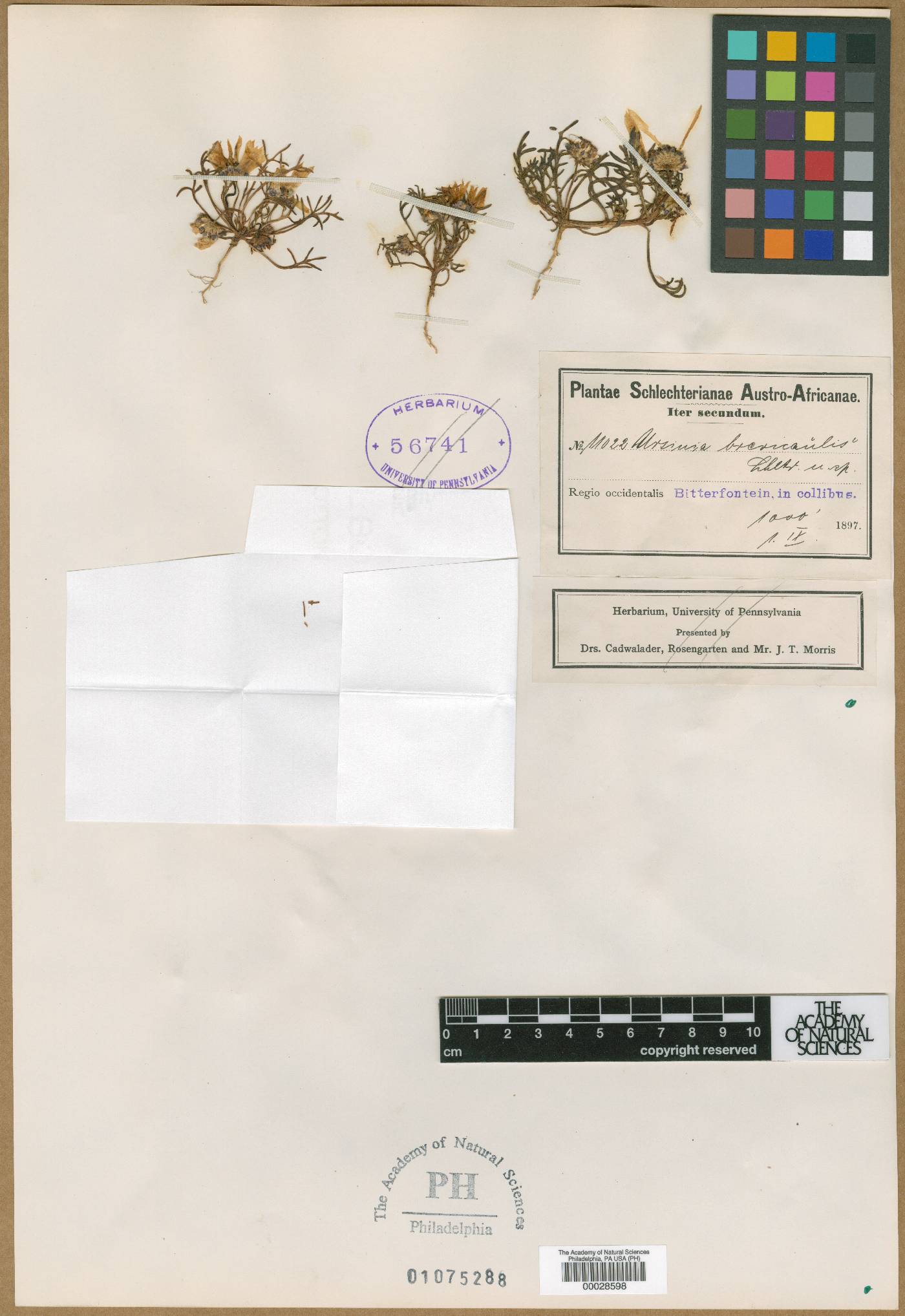 Ursinia montana image