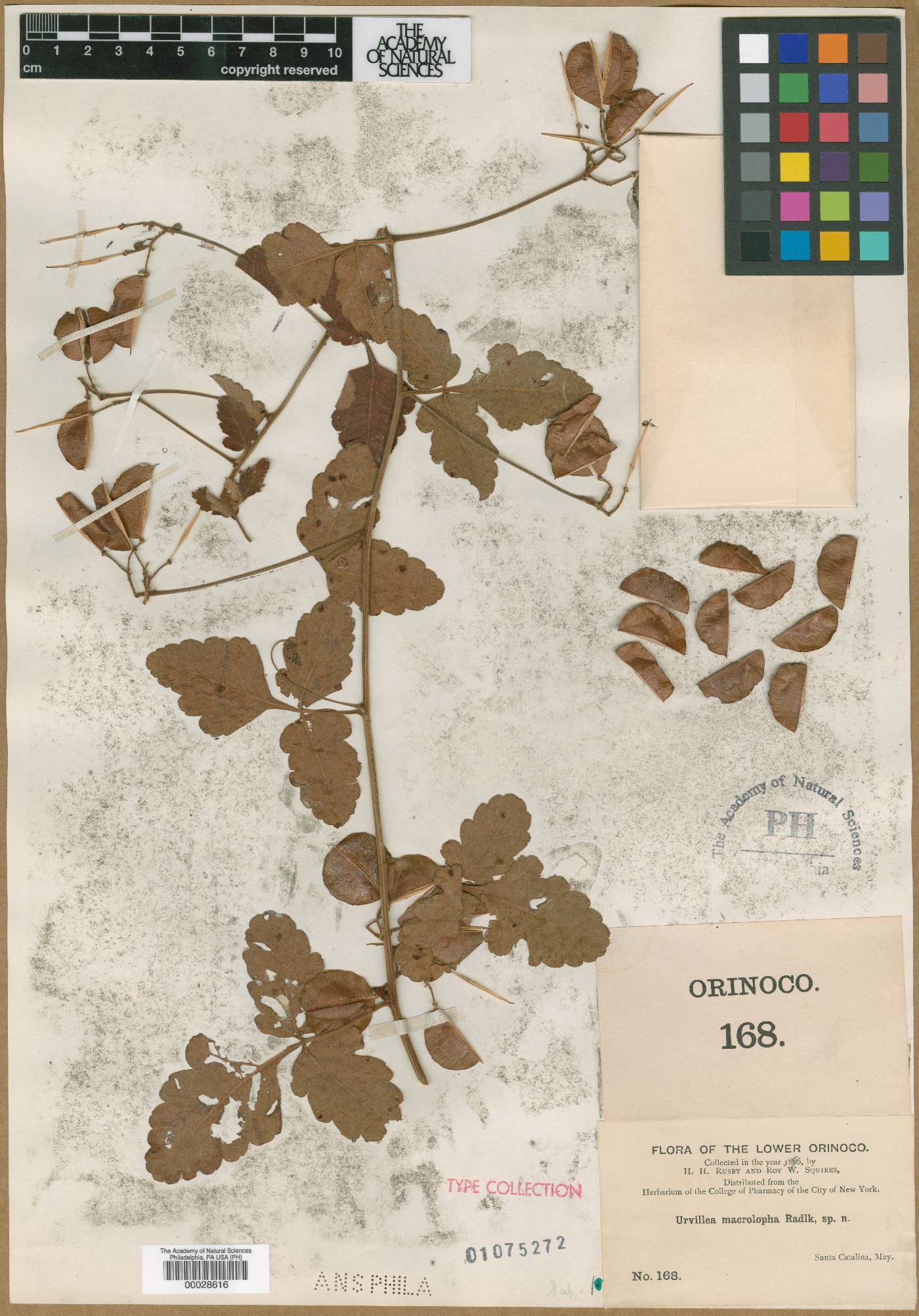 Serjania macrolopha image