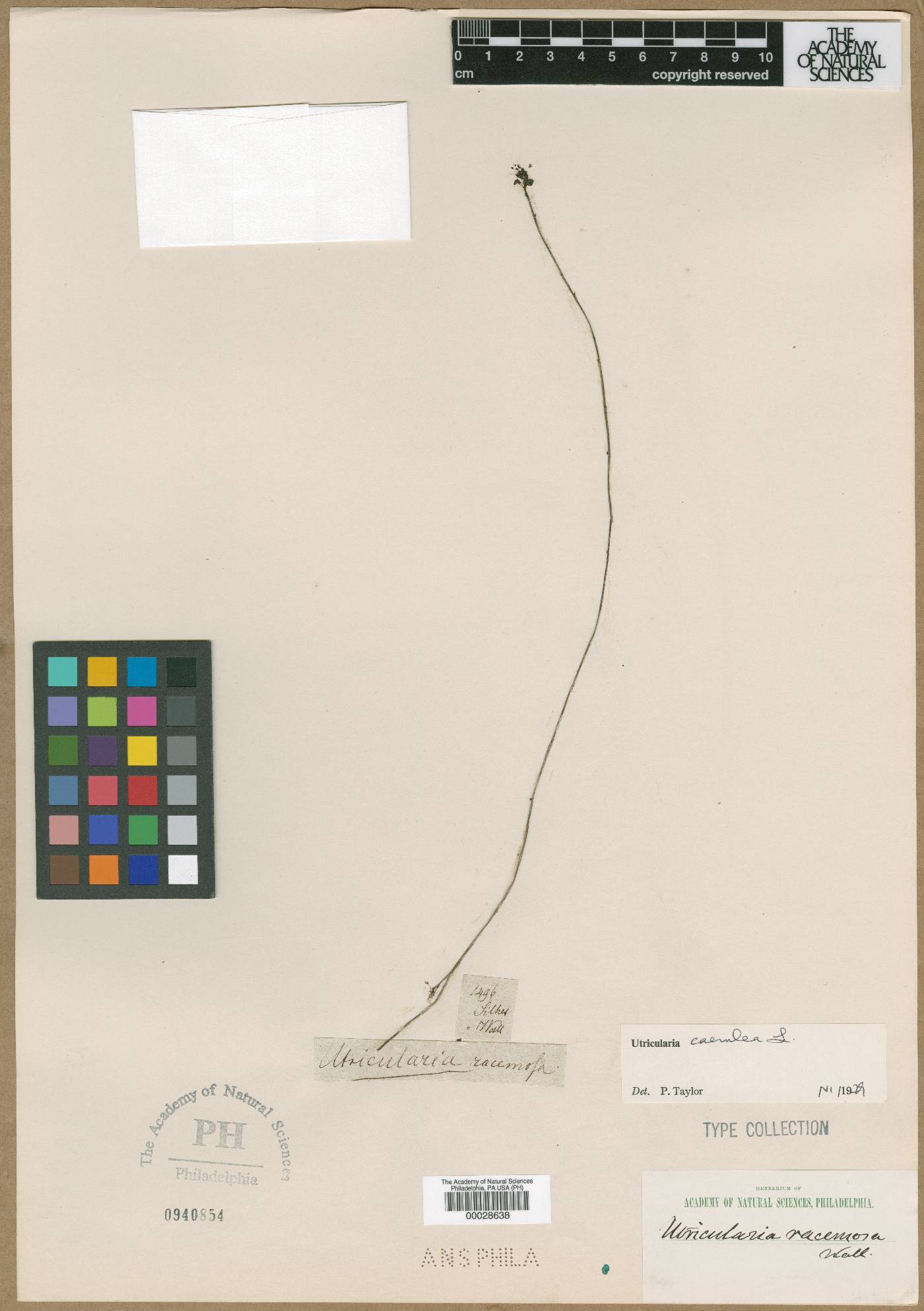 Utricularia racemosa image