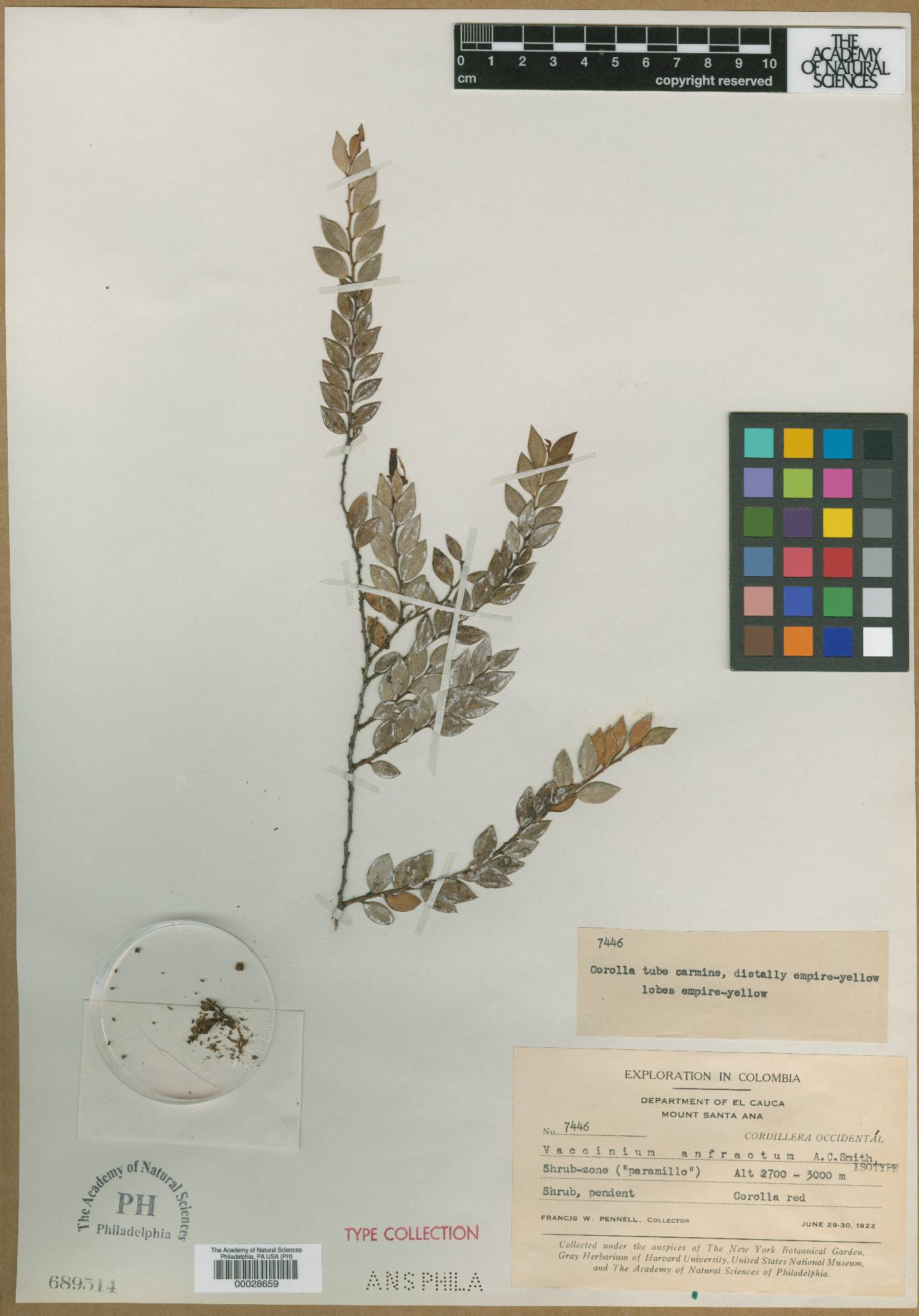 Themistoclesia anfracta image