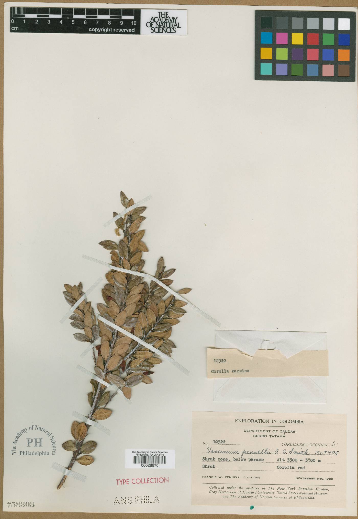 Themistoclesia pennellii image