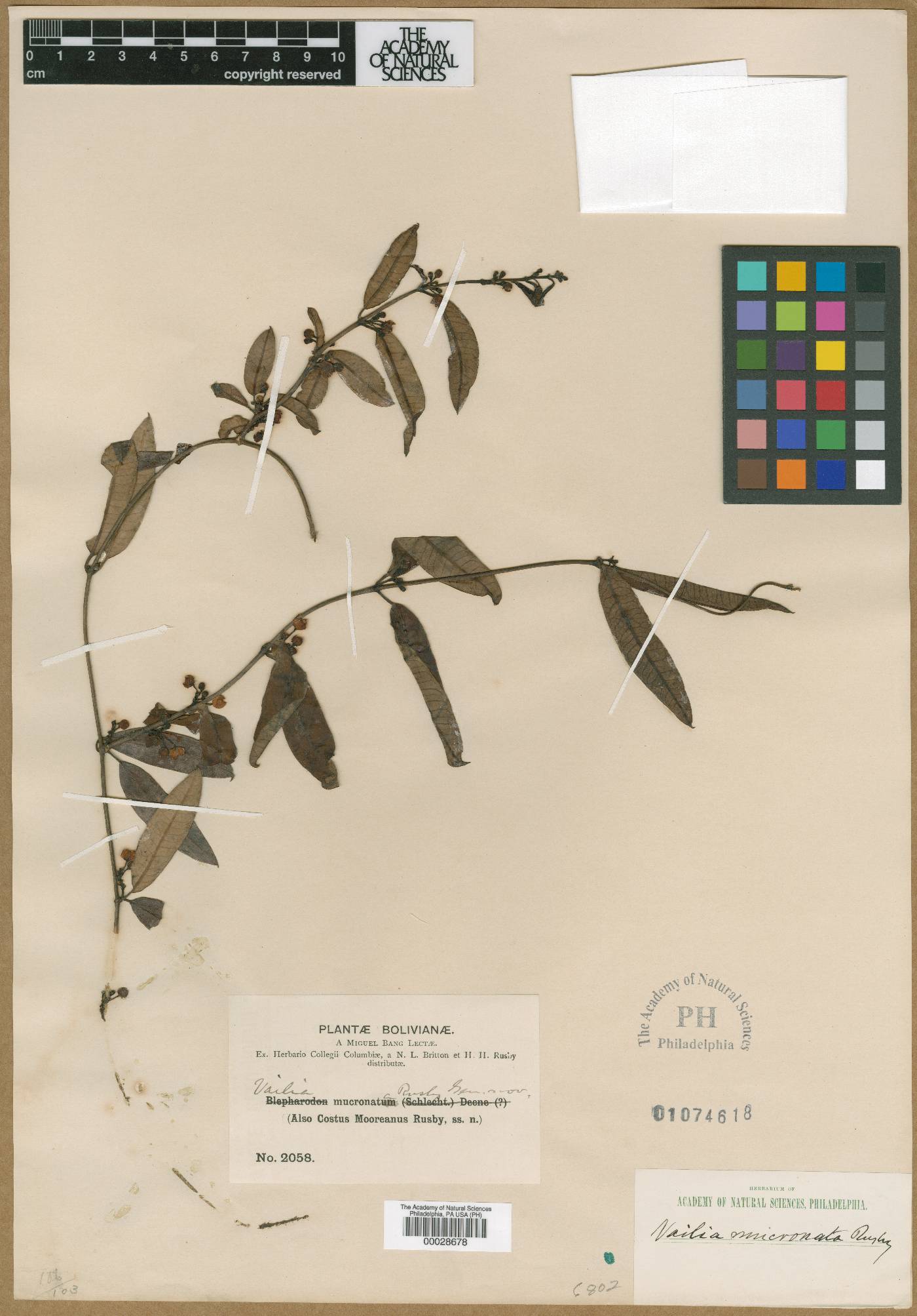 Vailia mucronata image