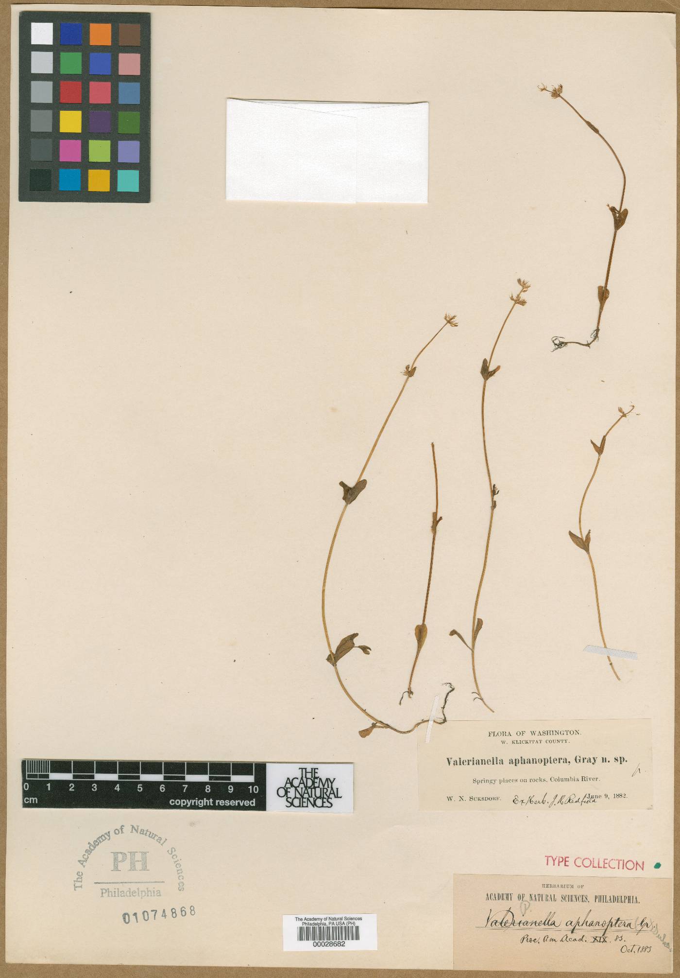 Plectritis aphanoptera image