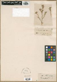 Image of Dianthus fasciculatus