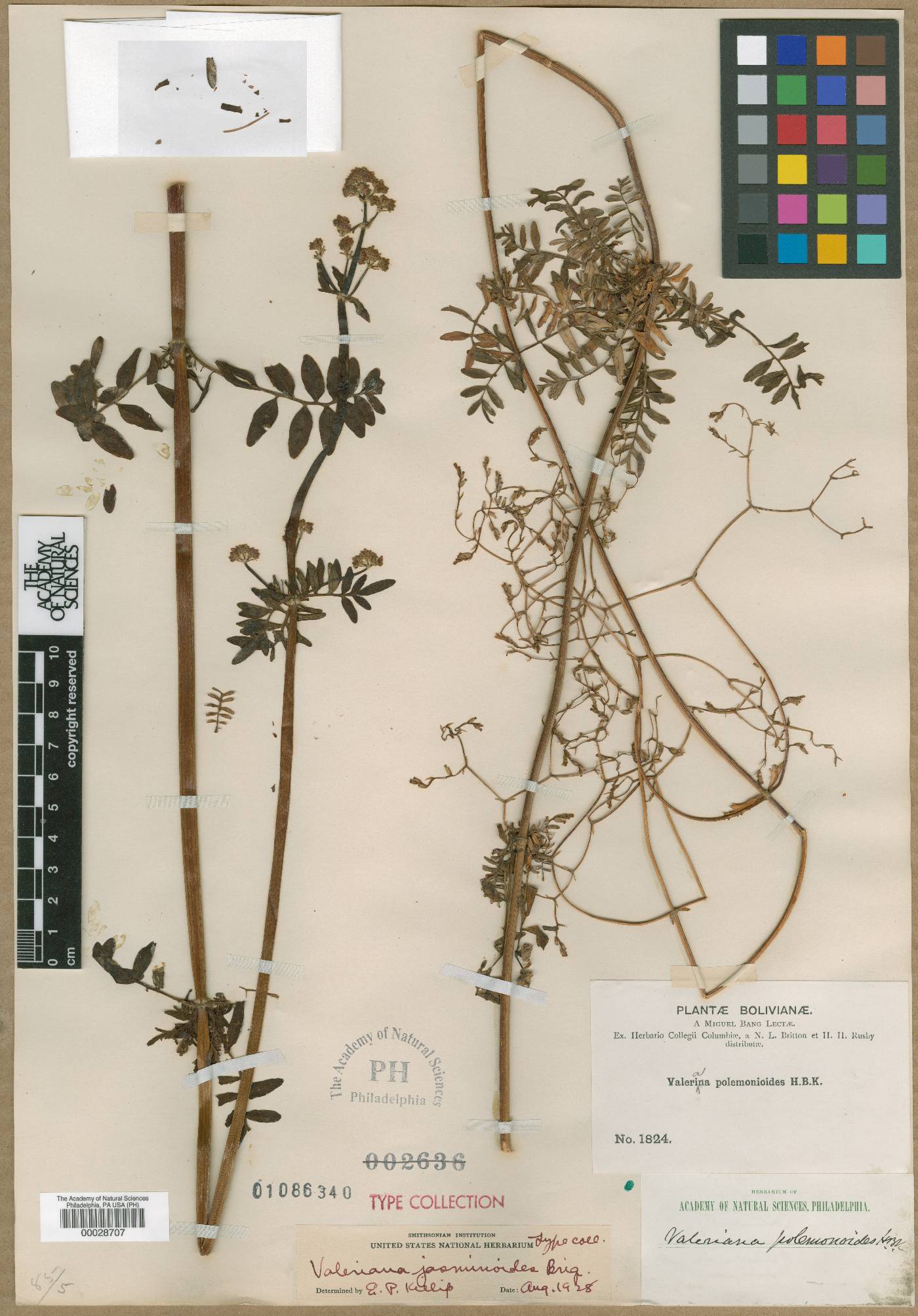 Valeriana jasminoides image