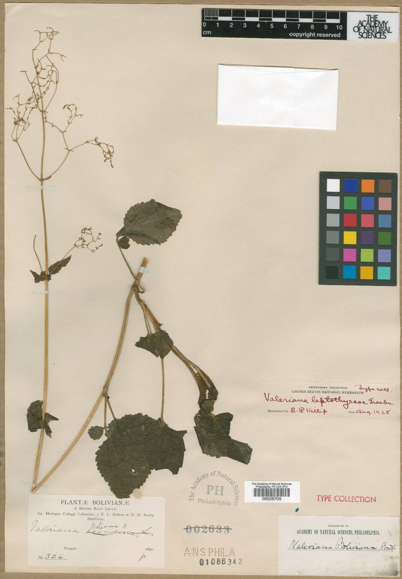 Valeriana leptothyrsos image