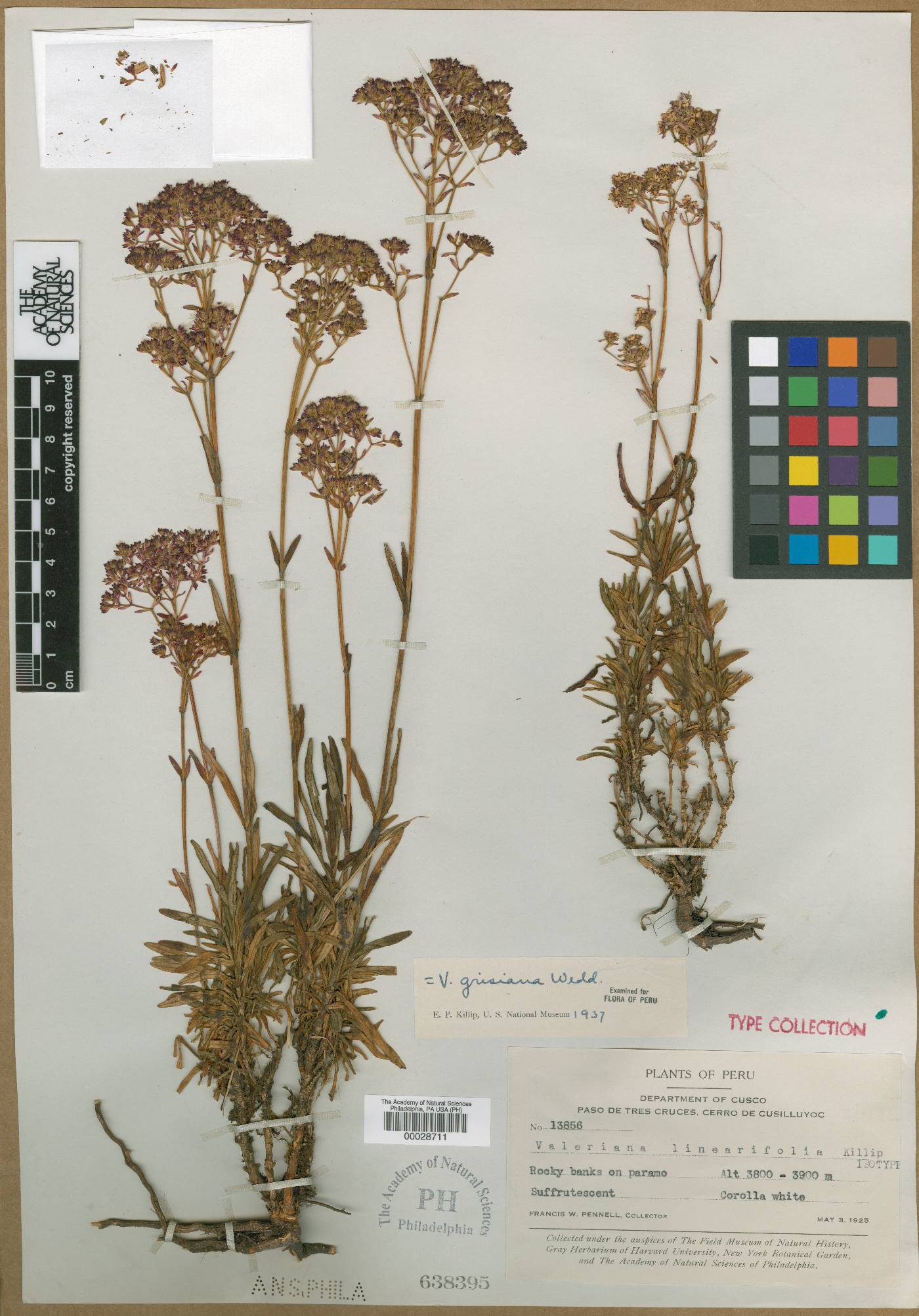 Valeriana grisiana image