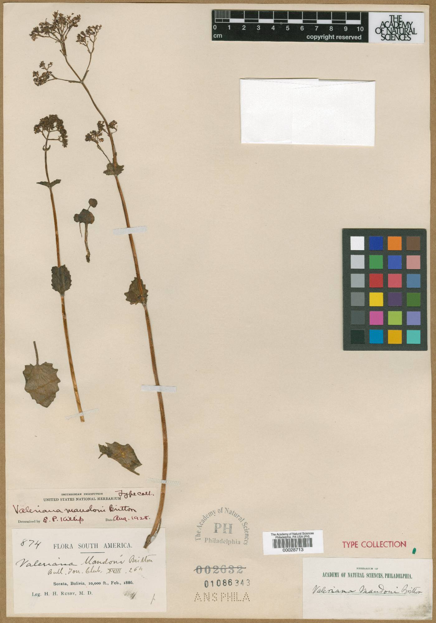 Valeriana mandonii image