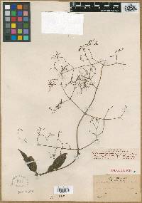 Valeriana clematitis image