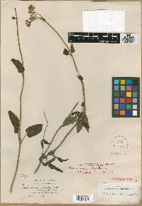 Valeriana rusbyi image