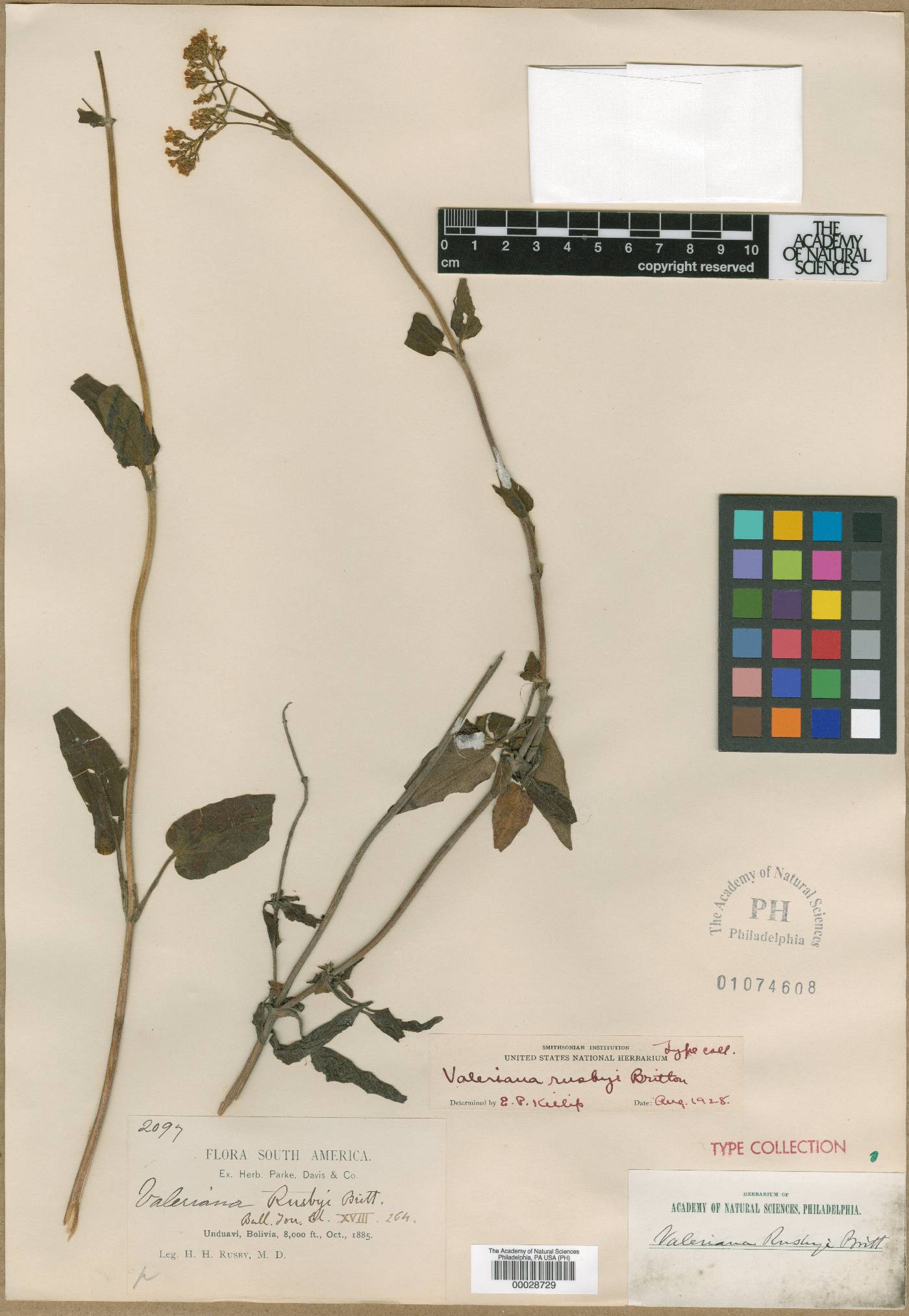 Valeriana rusbyi image