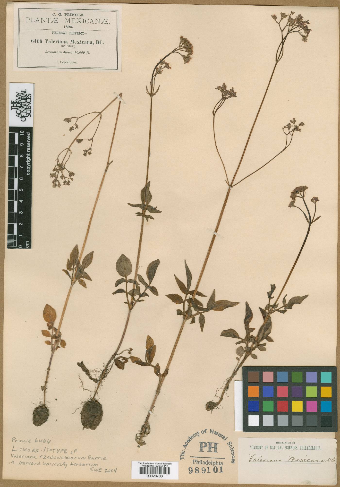 Valeriana rzedowskiorum image