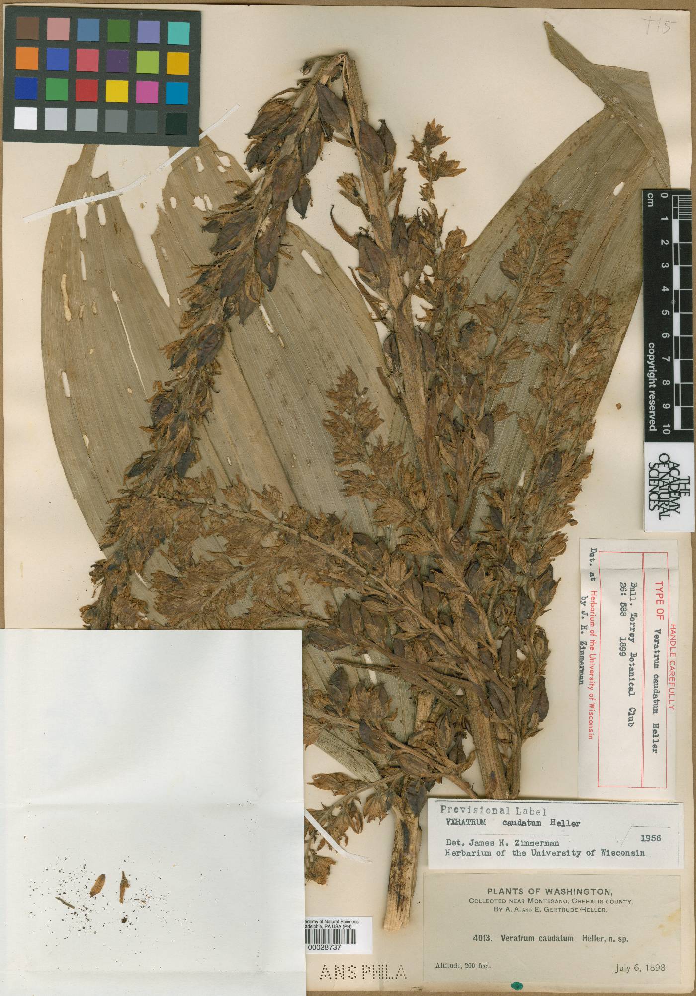 Veratrum caudatum image