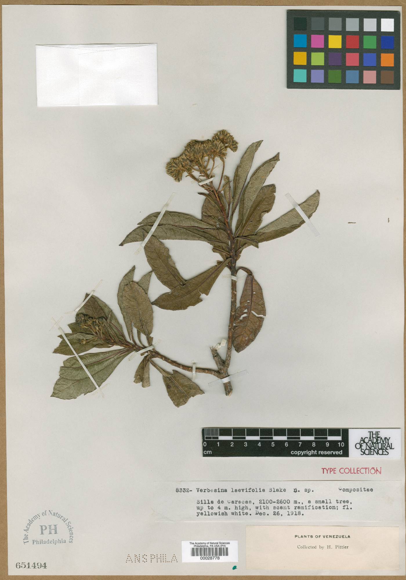 Verbesina laevifolia image