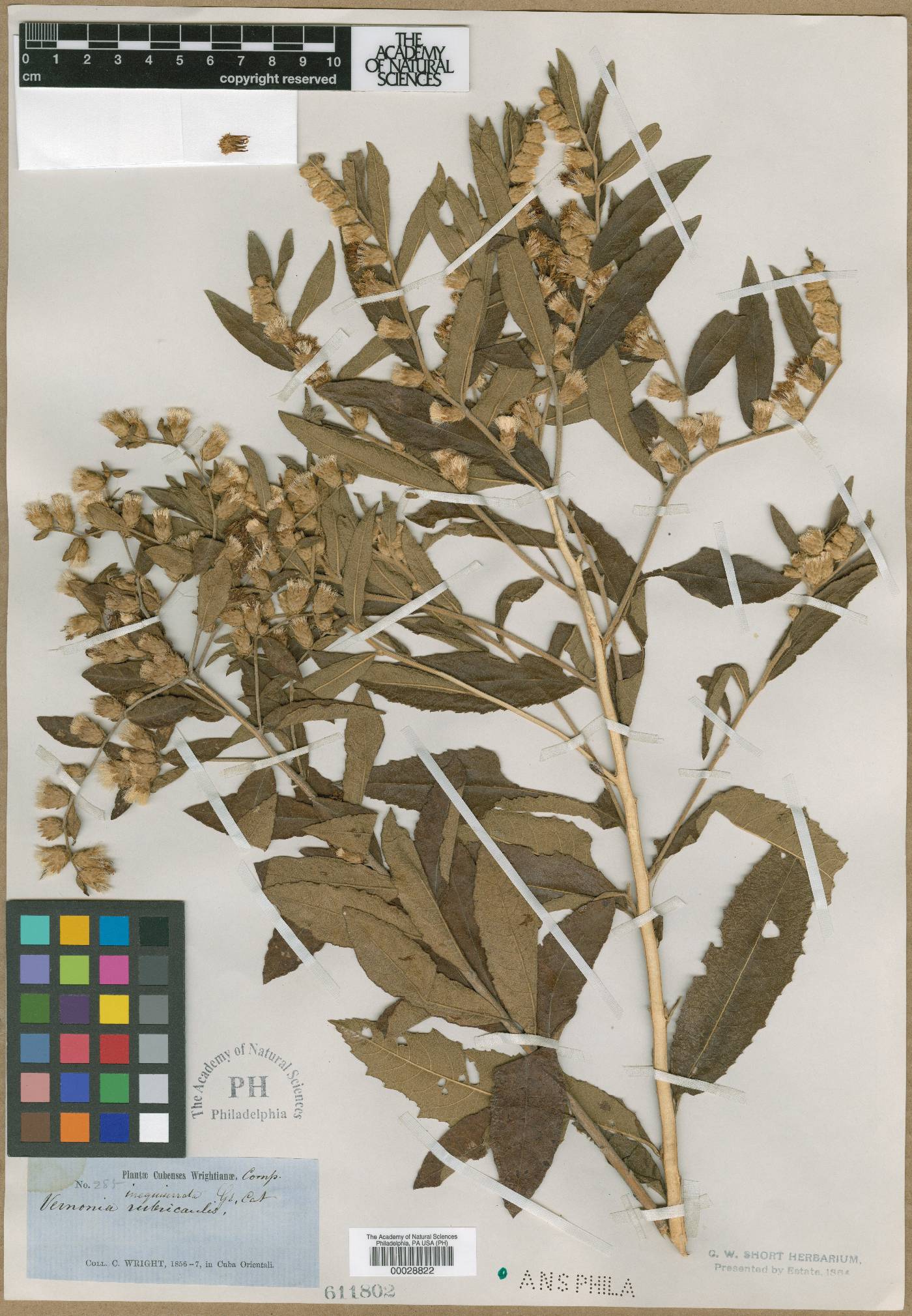 Lepidaploa sagraeana image