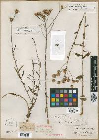 Vernonia scaberrima image