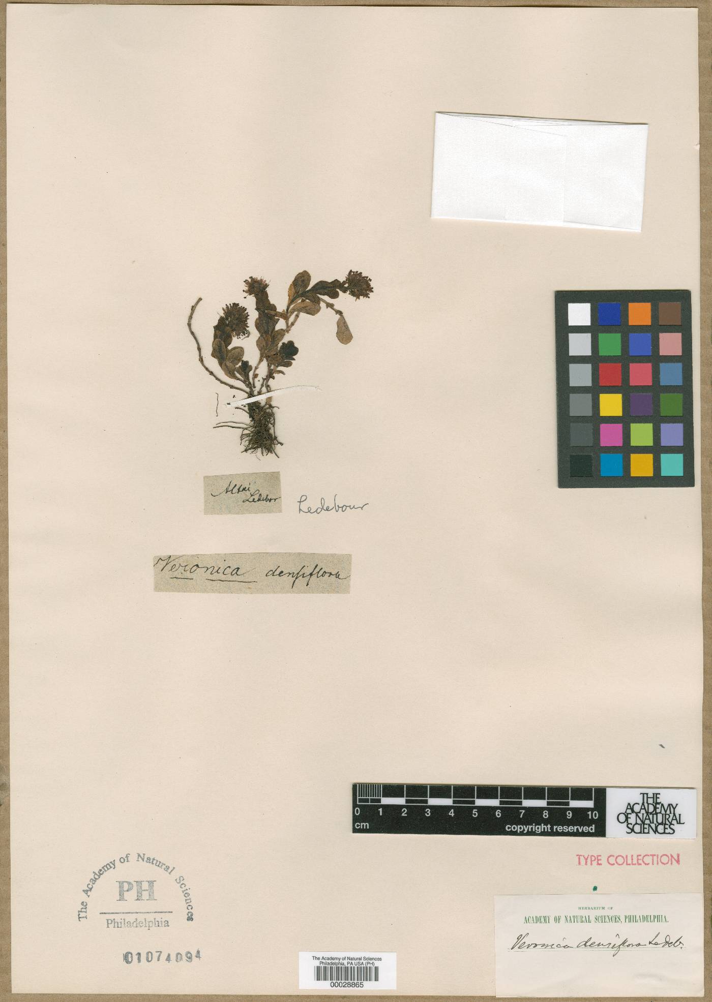 Veronica densiflora image