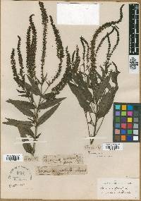 Veronica spuria image