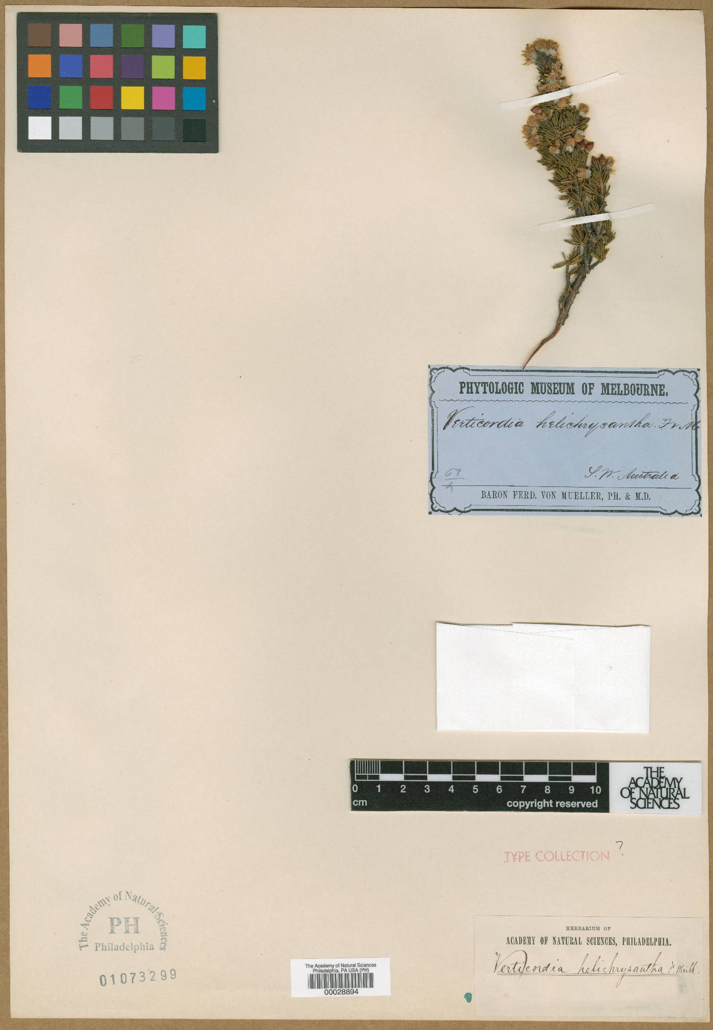 Verticordia helichrysantha image