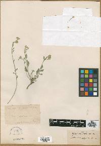 Physaria argyraea subsp. argyraea image