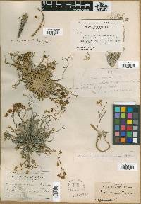 Physaria mendocina image