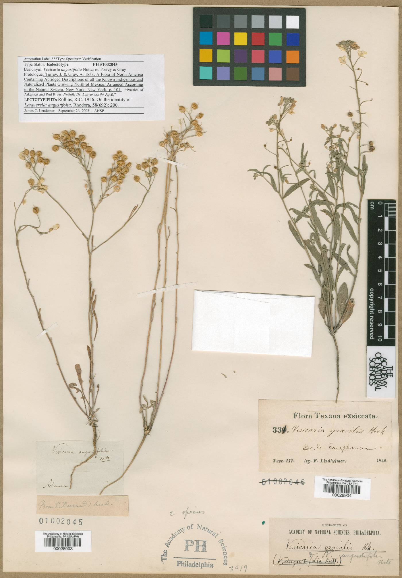 Physaria angustifolia image