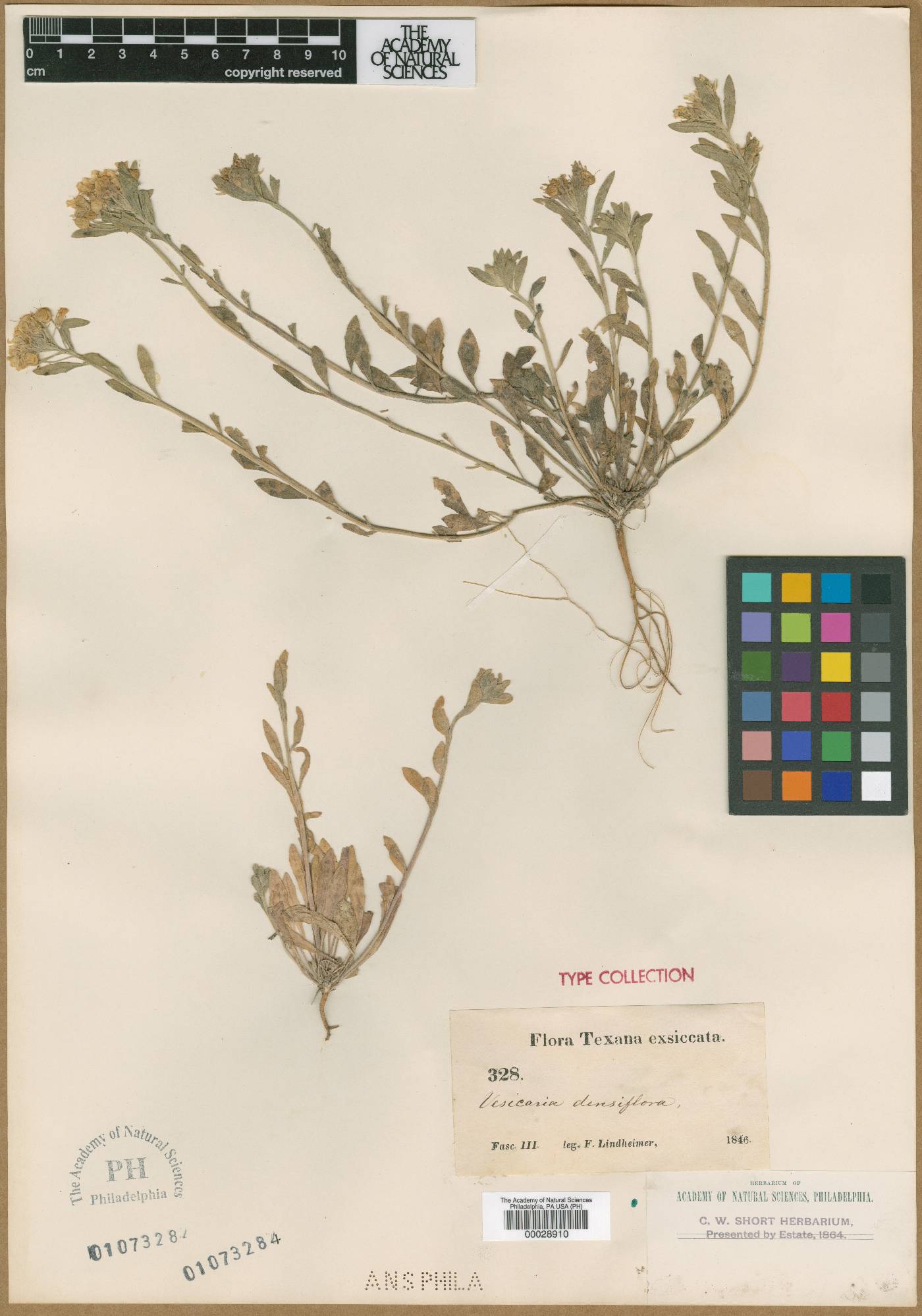 Physaria densiflora image