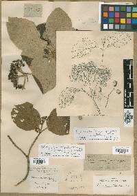 Image of Viburnum cotinifolium